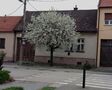 Predáme vo Vajnoroch –  starší dom